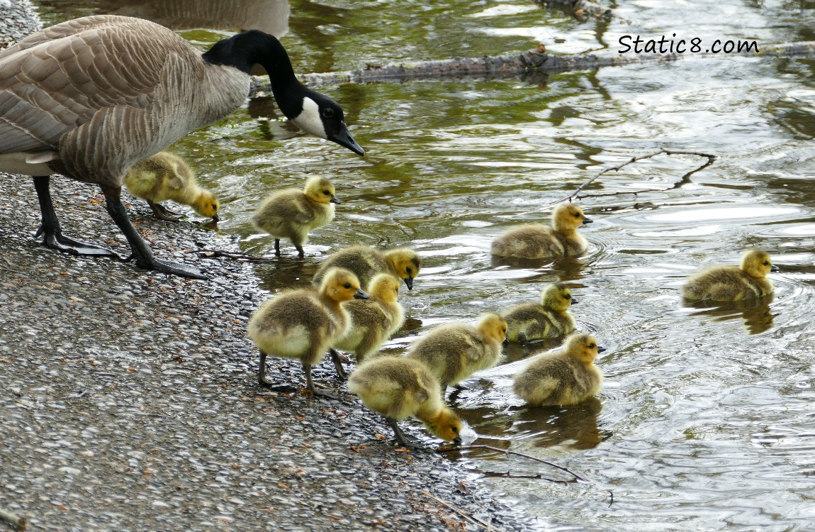 Canada Goose and goslings going back into the pond