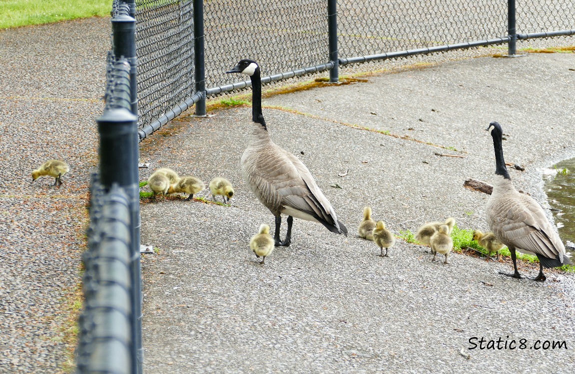 Canada Goose family with lots of goslings, on the sidewalk