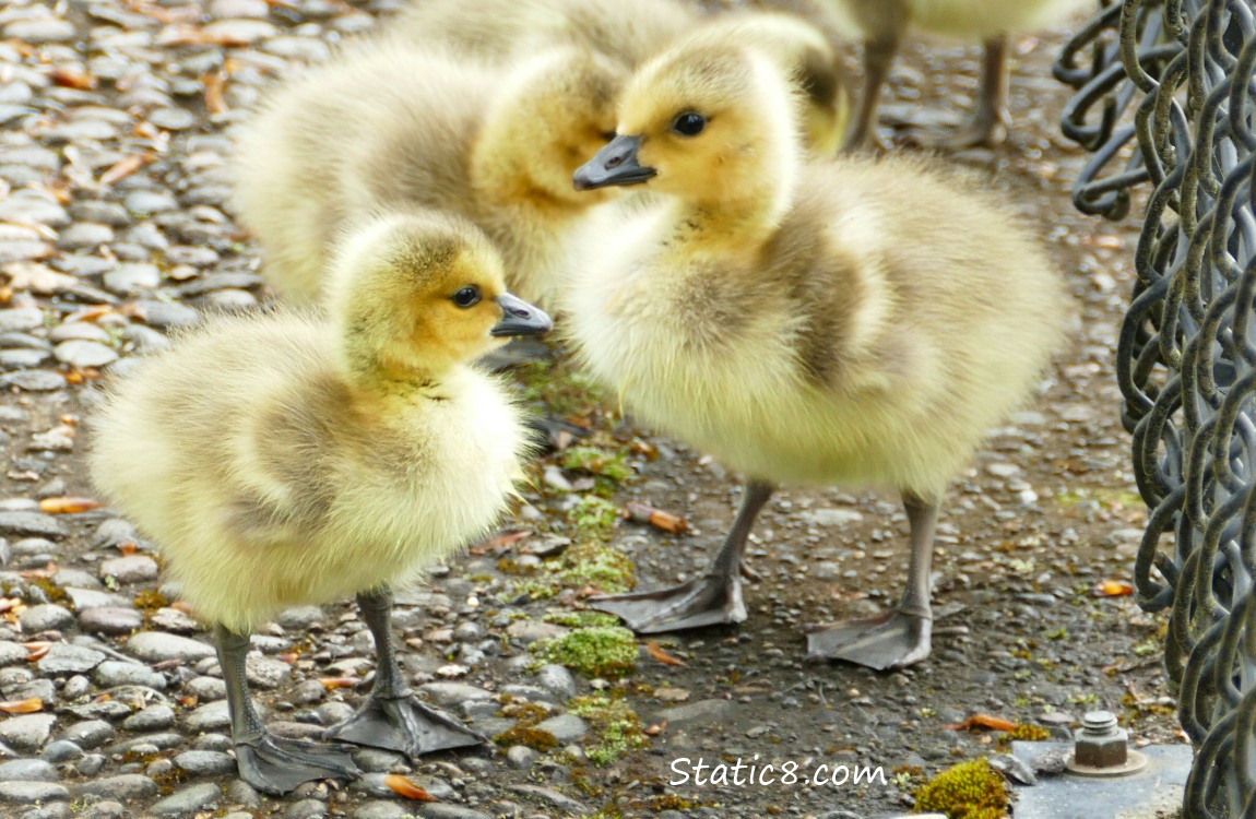 Canada Goose goslings