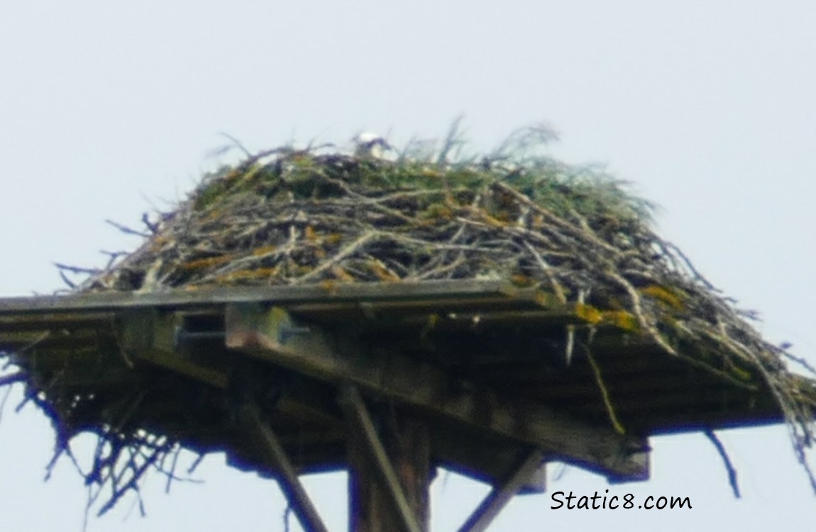 Osprey in her nest