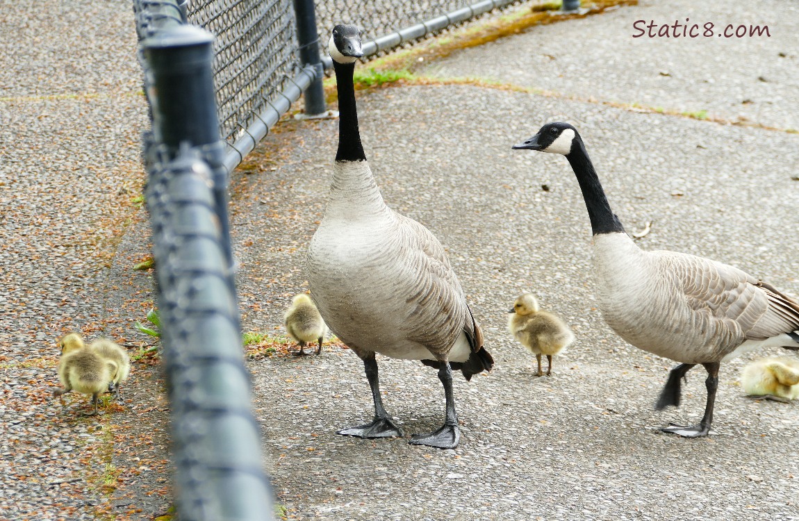 Canada Goose parents keeping an eye on their goslings