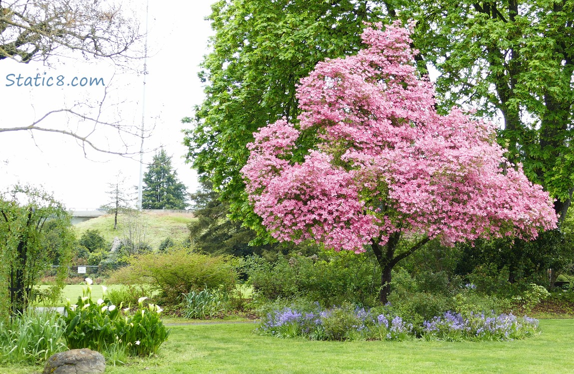 Pink Dogwood blooming