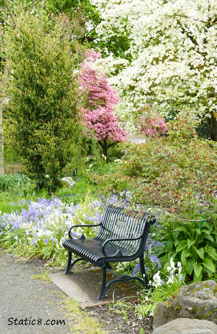 Bench surrounded by Spanish Bluebells and Dogwood blooms