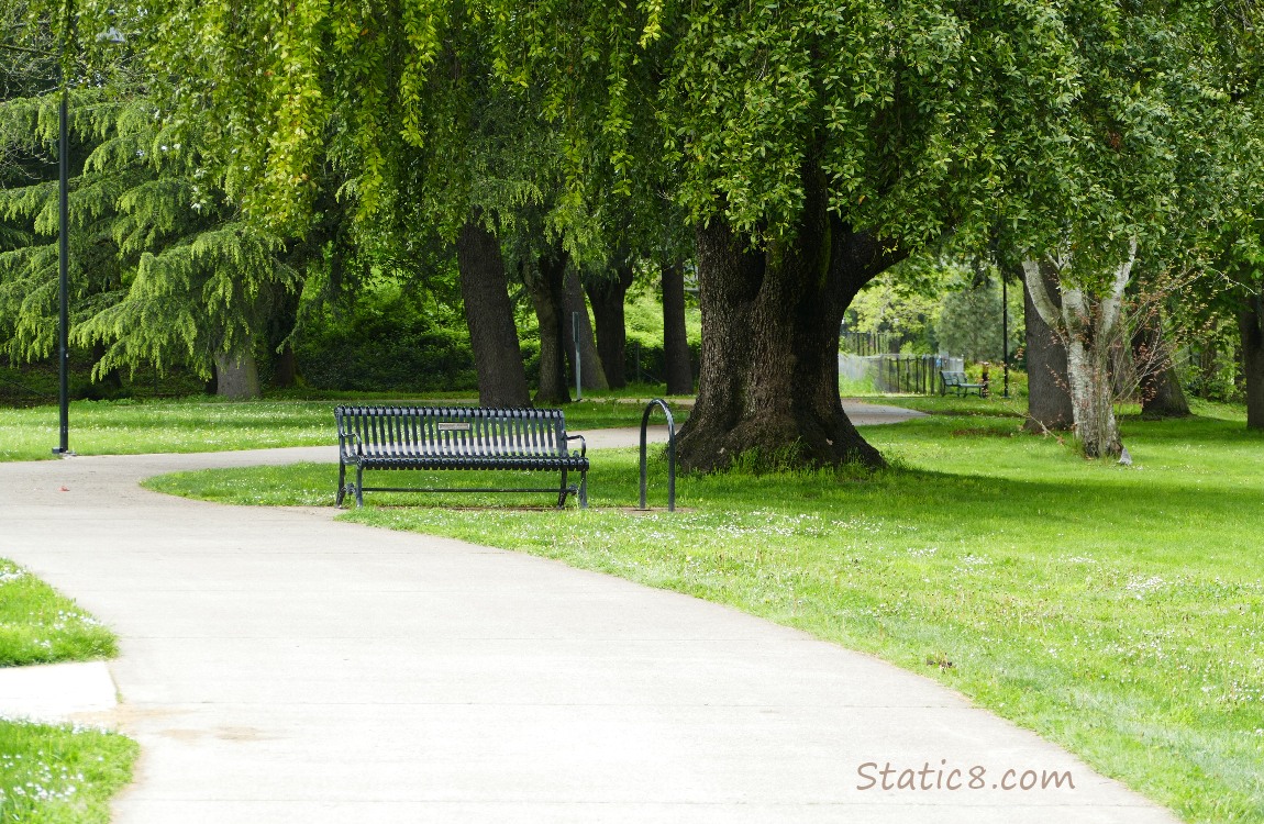 a shaded bench under a tree at the Riverbank path