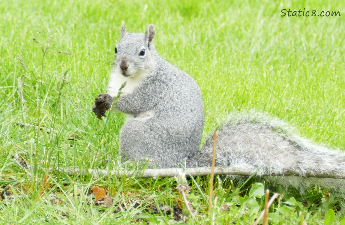 Western Grey Squirrel with muddy hands
