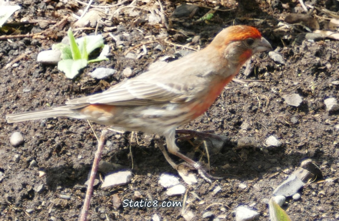 House Finch walking on dirt