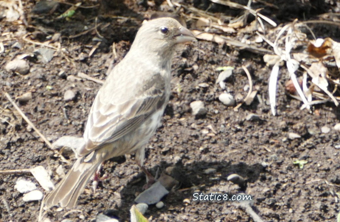 Juvenile House Finch walking on dirt