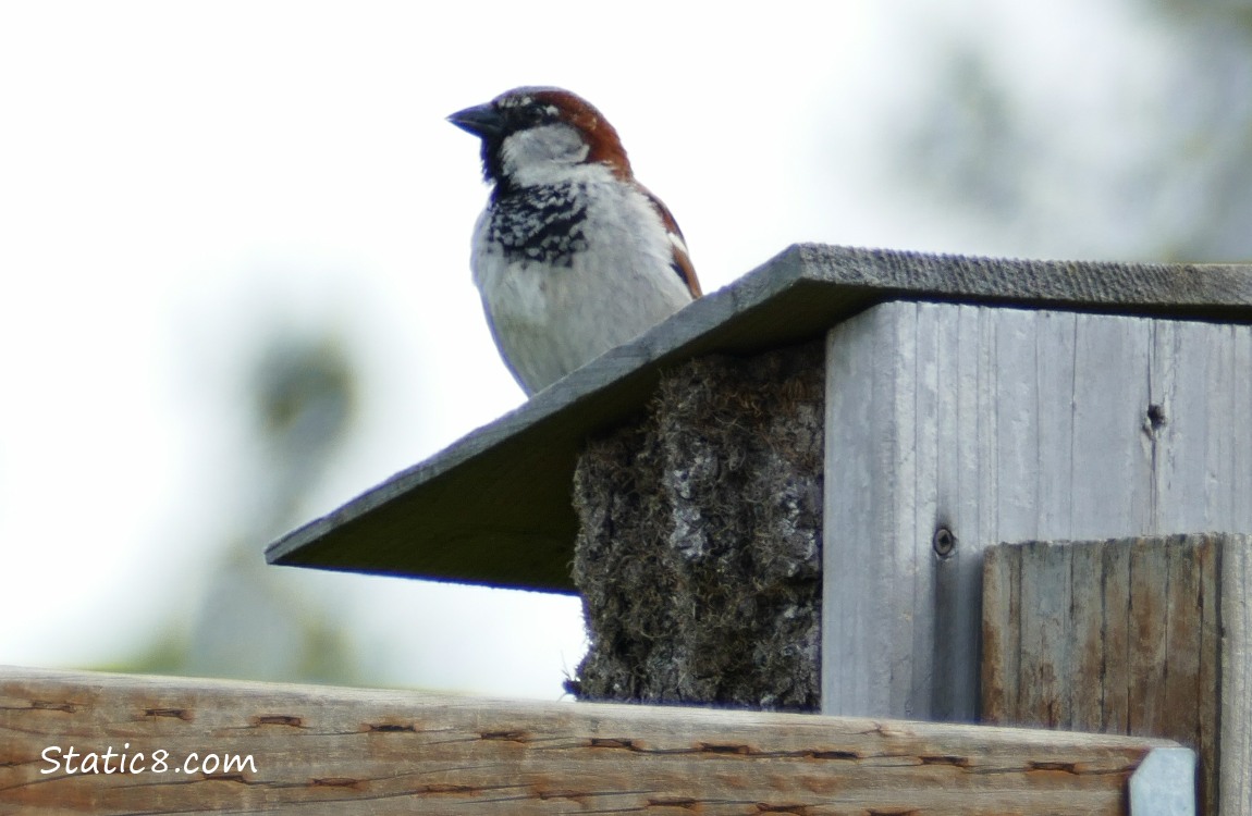 House Sparrow standing on a nesting box