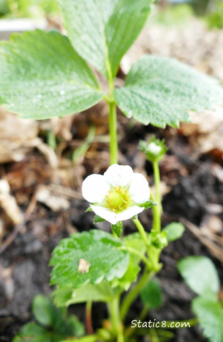 Strawberry bloom with some leaves