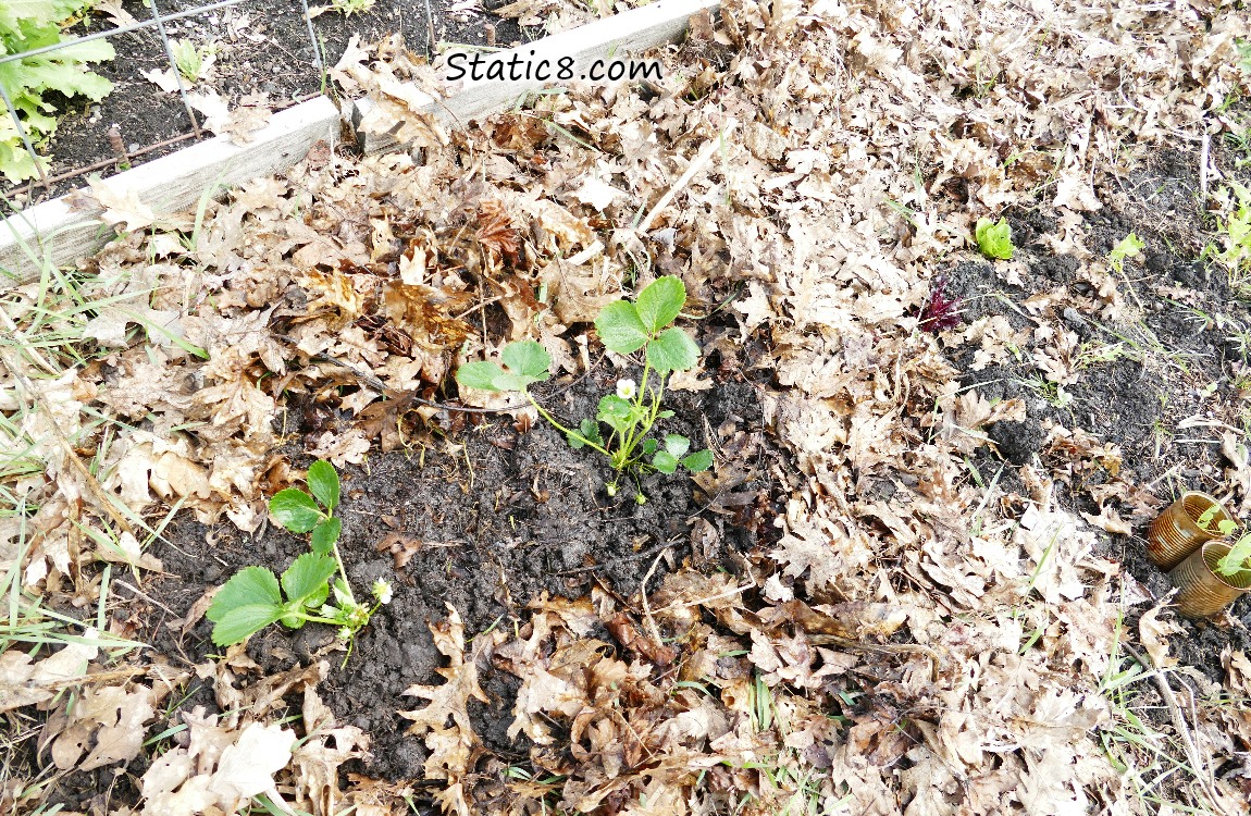 Strawberrys transplanted into the ground