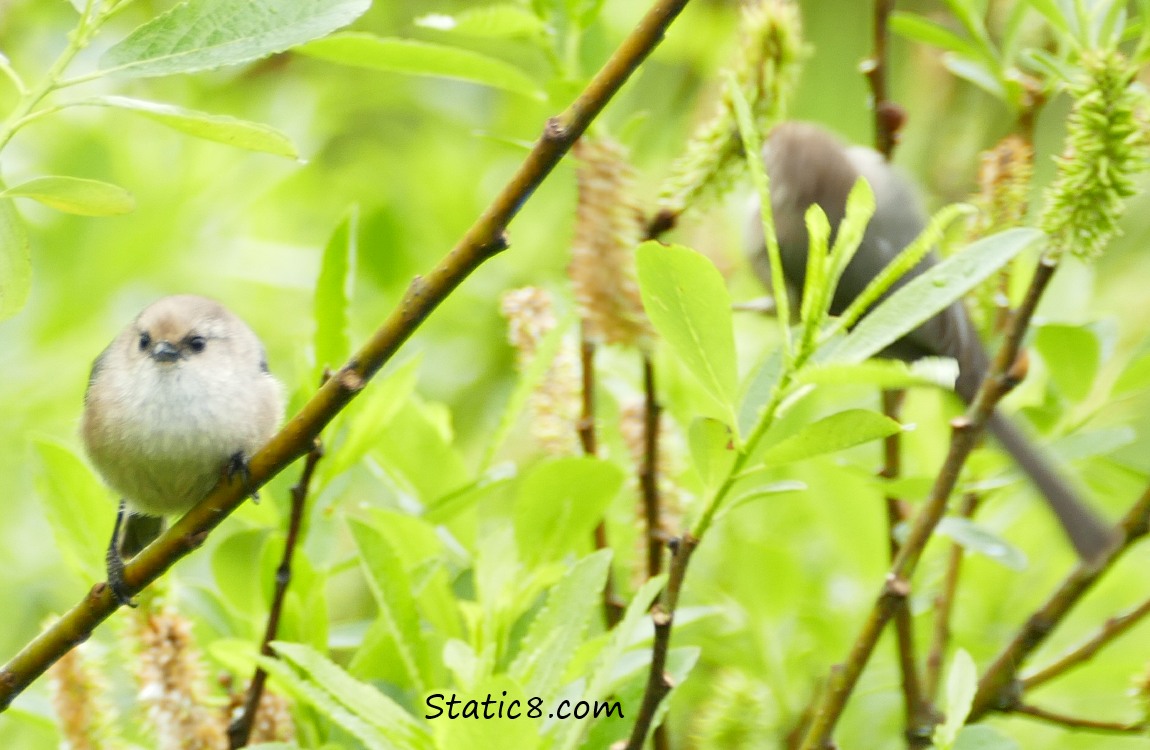 a pair of Bushtits in the bushes