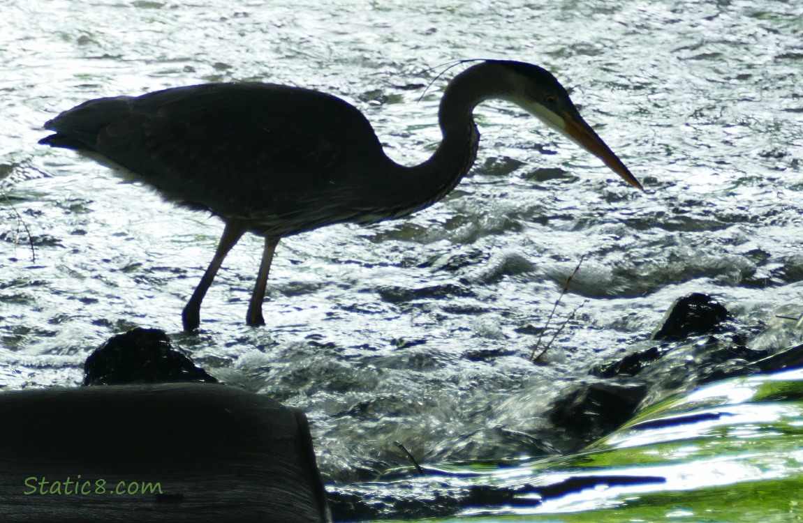 Silhouette of a Great Blue Heron, hunting