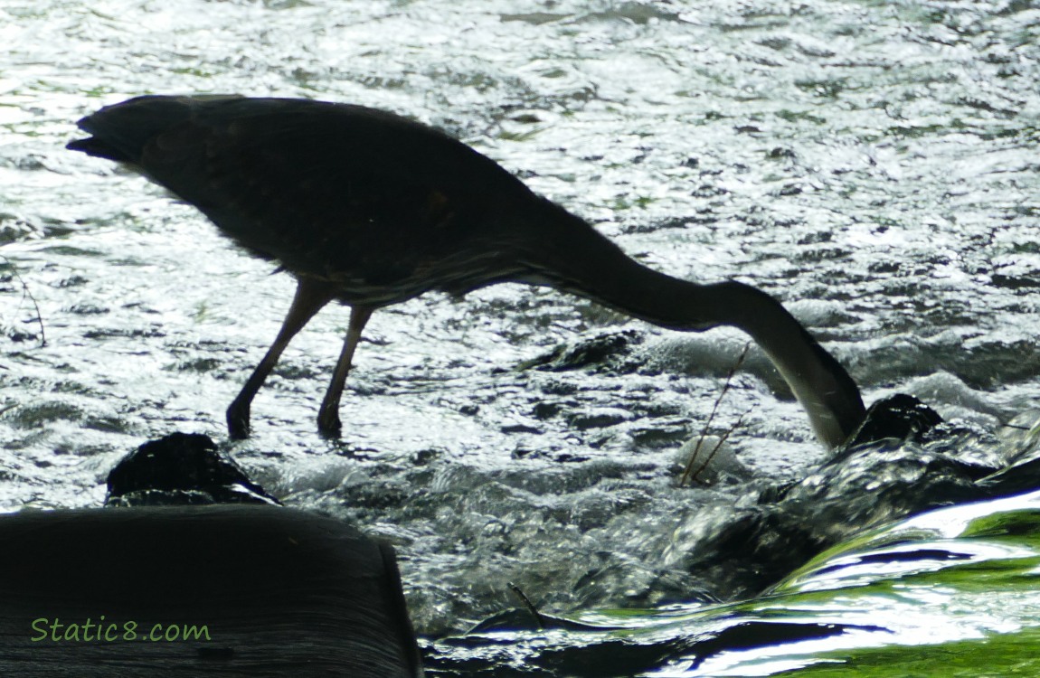 Heron has struck, head is under water