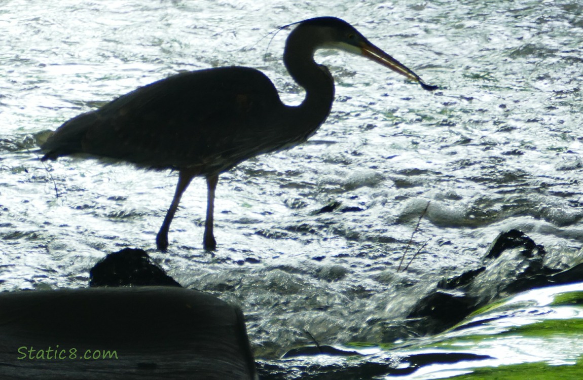 Heron with a little minnow in their beak