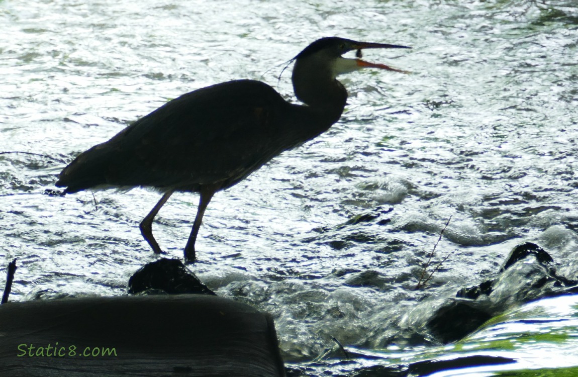 Heron with open beak and little minnow about to go down the hatch