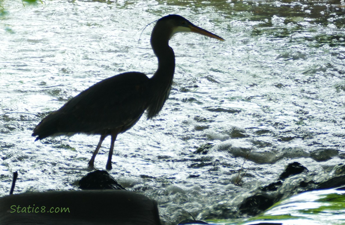 Silhouette of happy Heron