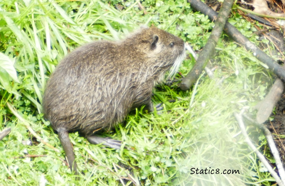 small Nutria on the bank