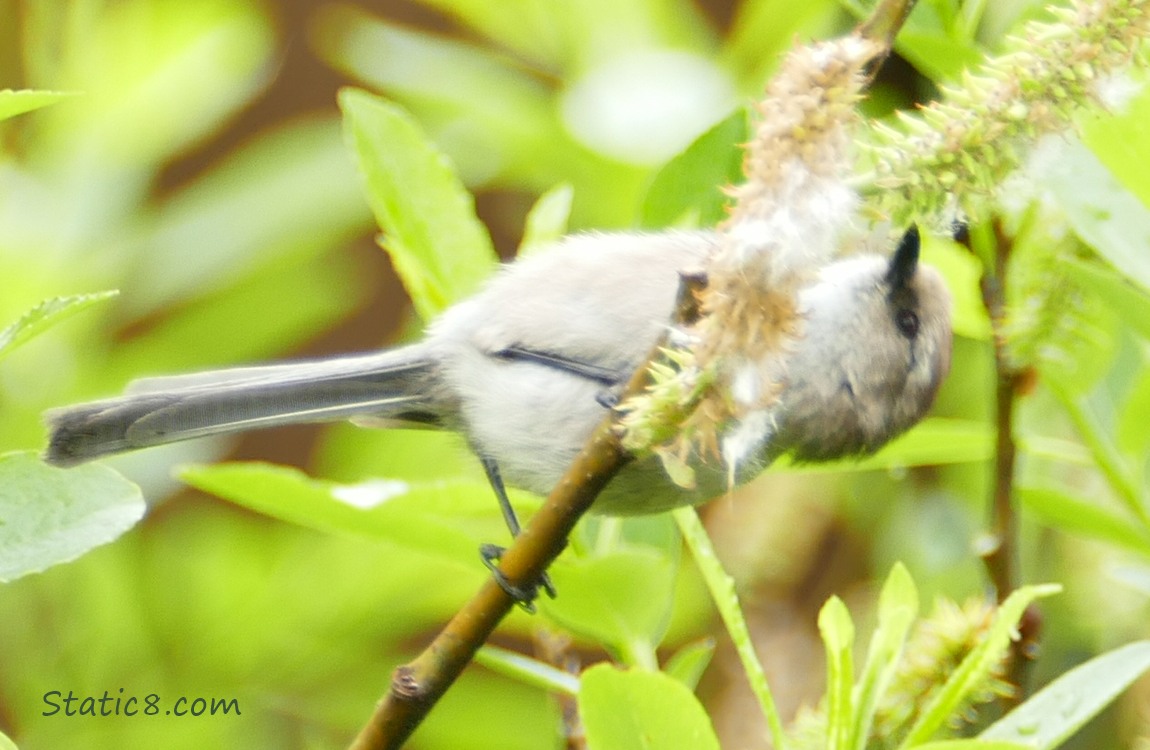 Upside down Bushtit on a twig