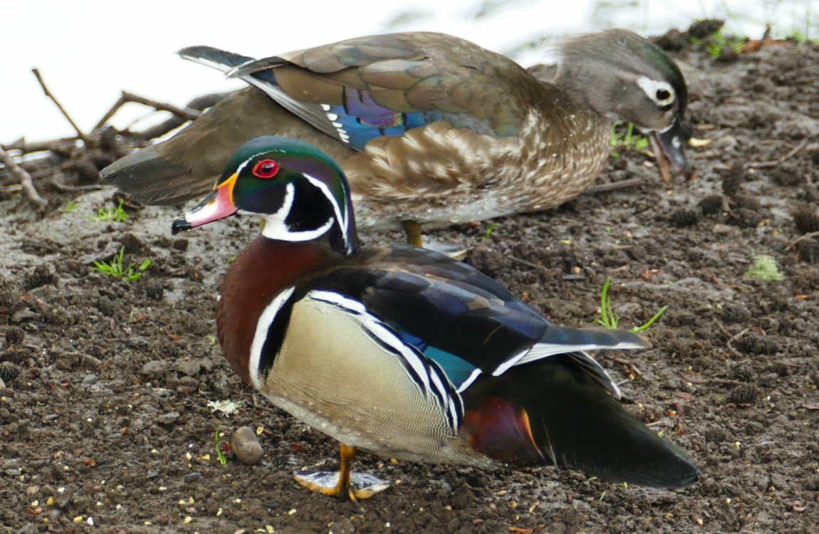 A pair of Wood Ducks, female and male, standing on the bank of the creek