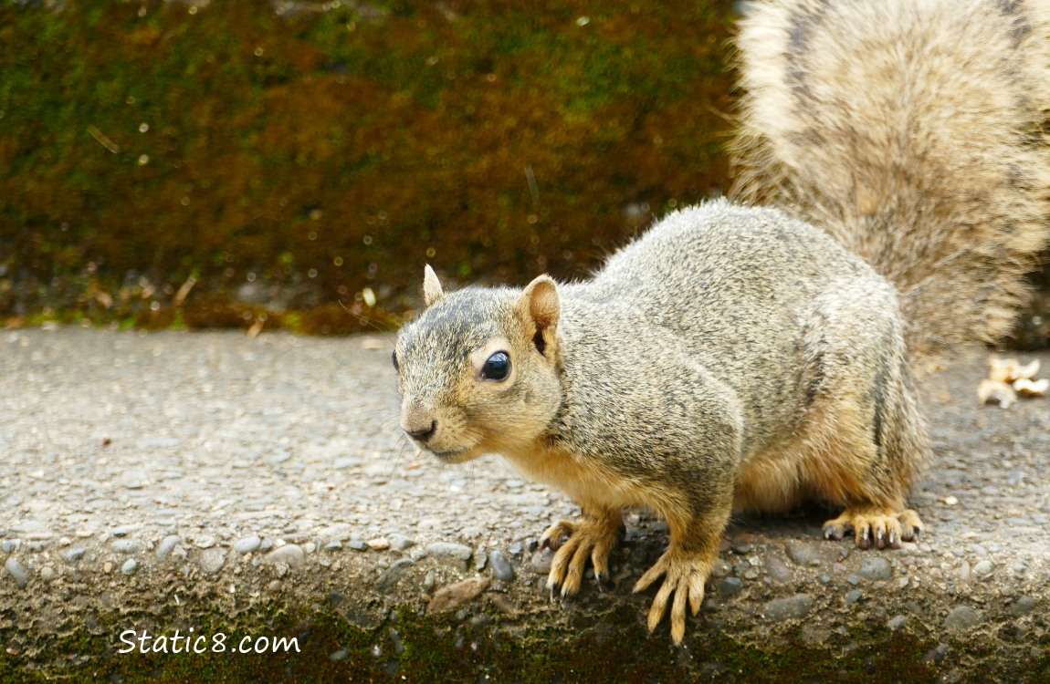 Eastern Fox Squirrel standing on the step