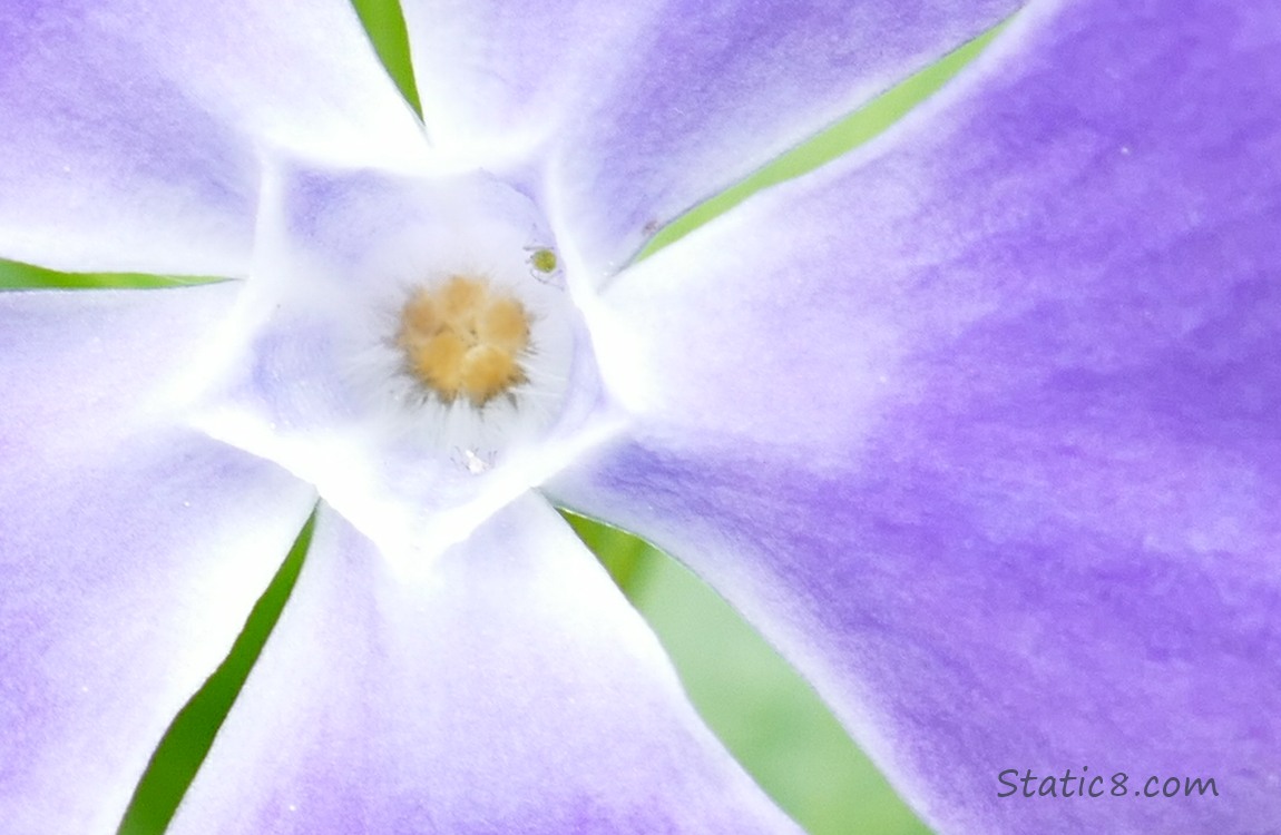 Close up of the center of a Periwinkle bloom with tiny spiders