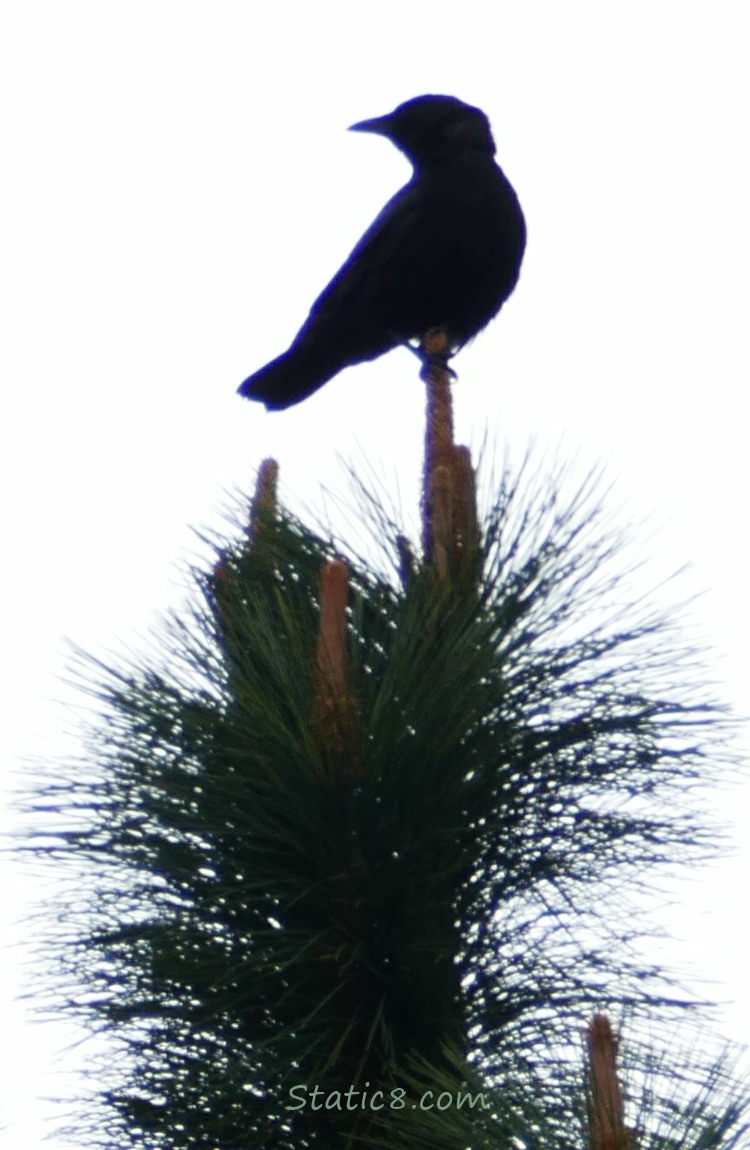 Silhouette of an American Crow standing on the top of a pine branch