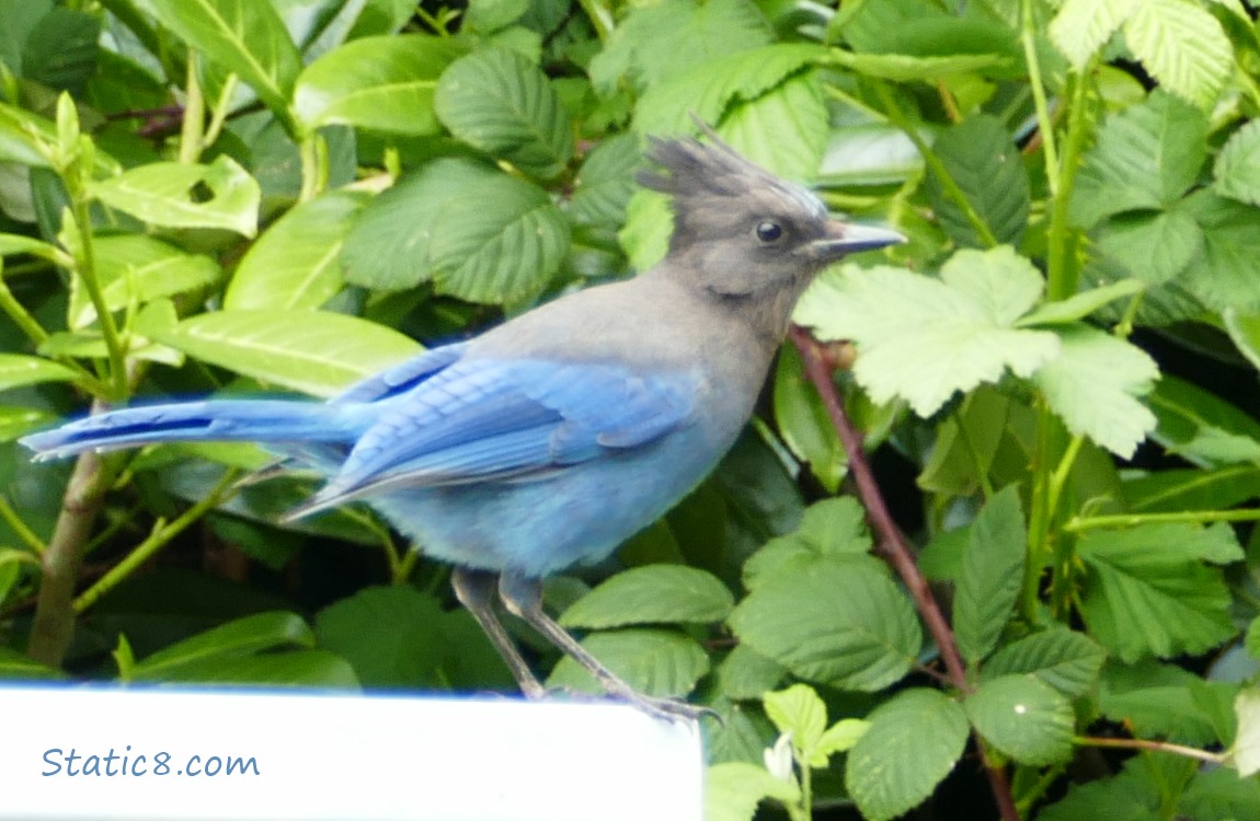 Steller Jay standing on a cluster mailbox