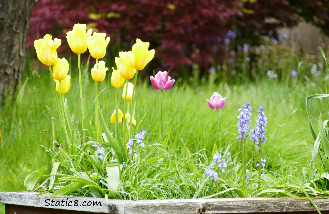 Yellow Tulips and Spanish Bluebells in a raised garden box