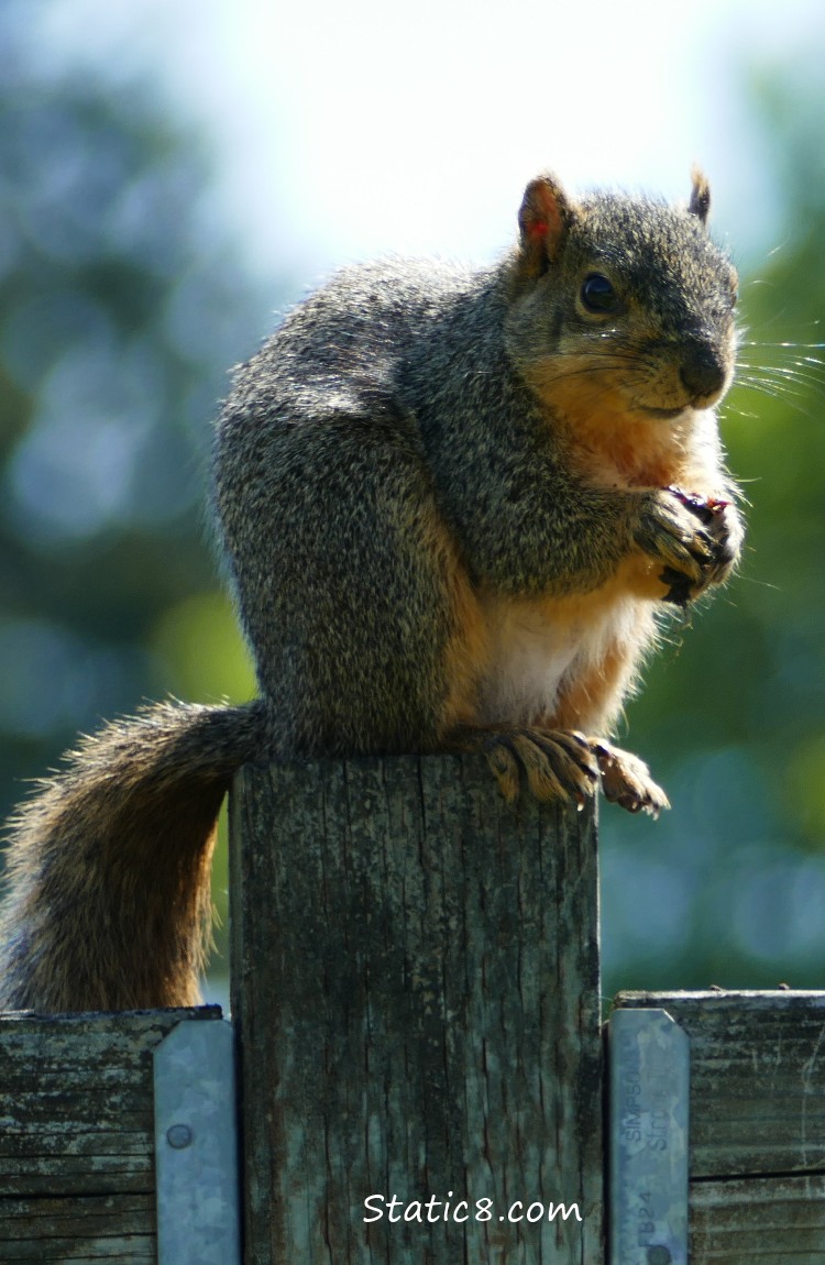 Eastern Fox Squirrel sitting on a fence post