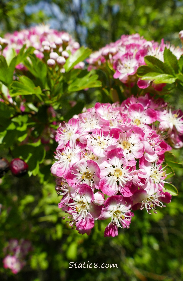 Pink Hawthorn blooms