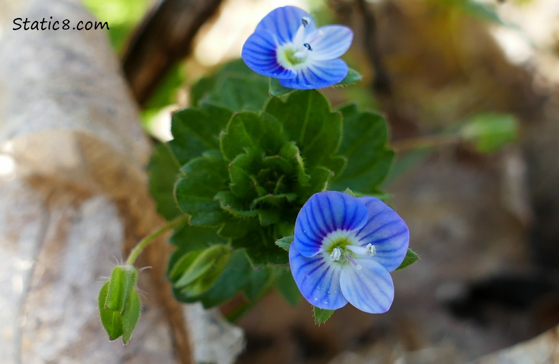 Germander Speedwell