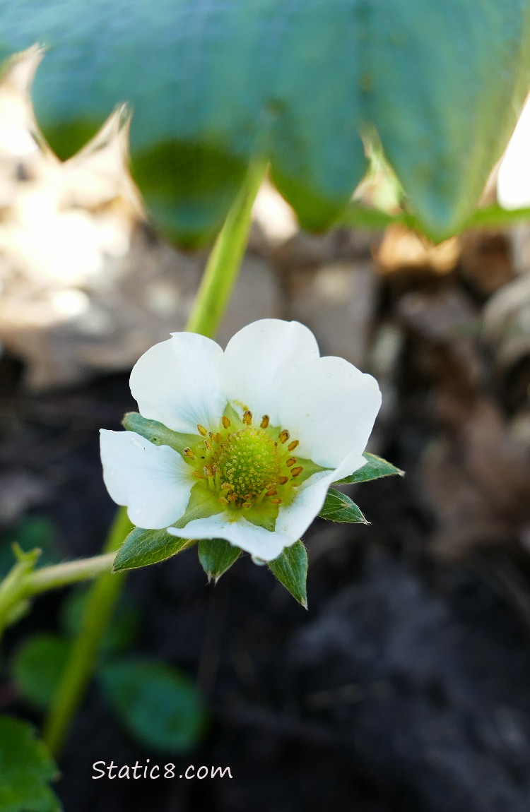 Strawberry bloom