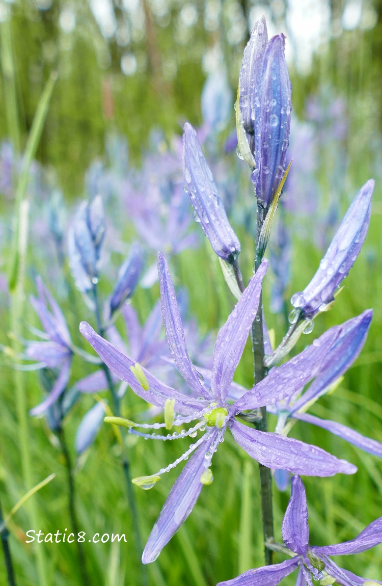 Camas Lilies