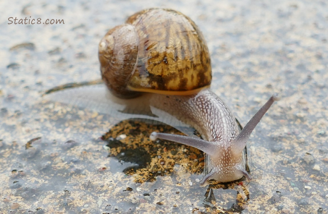 Snail on the bike path