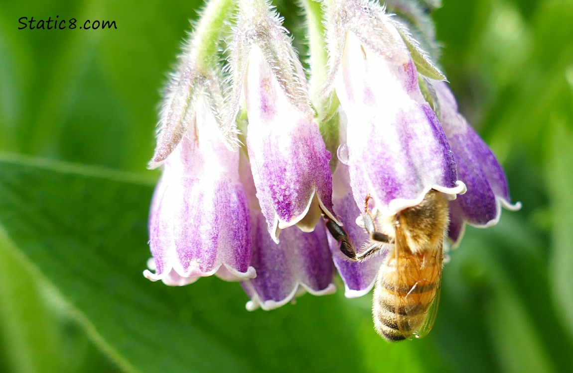 European Honey Bee buried in a Comfrey bloom