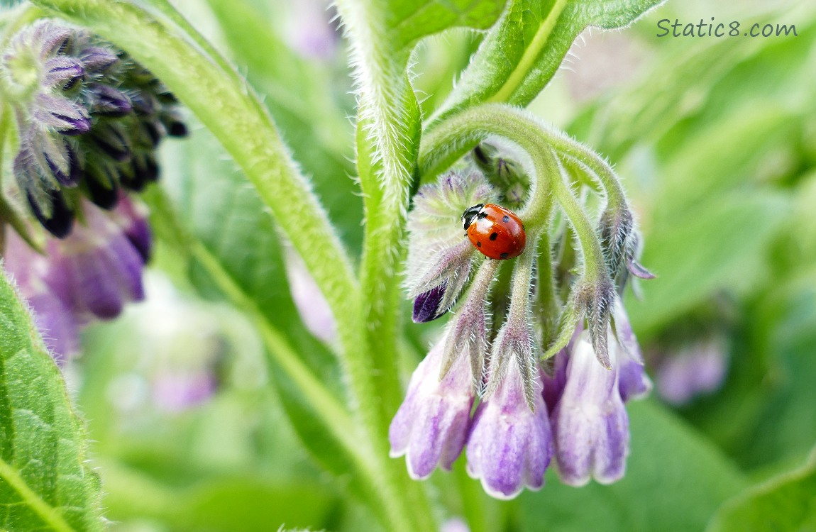 Seven Spot Ladybug on Comfrey blooms