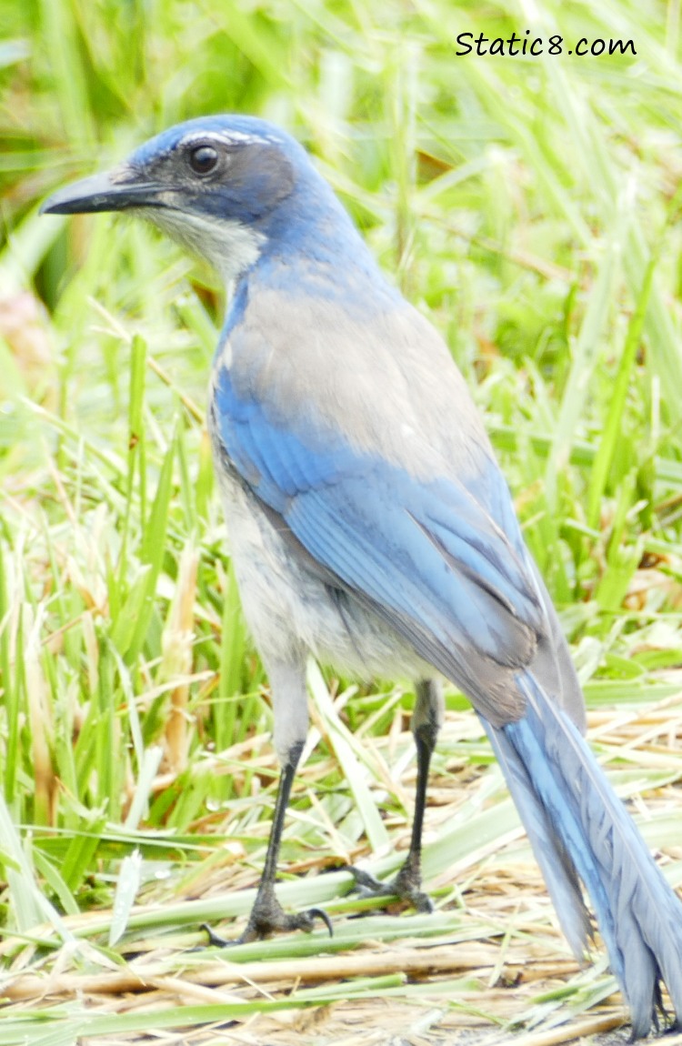 Steller Jay standing in the grass