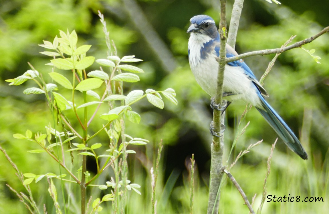 Steller Jay standing on a twig surrounded by green leaves