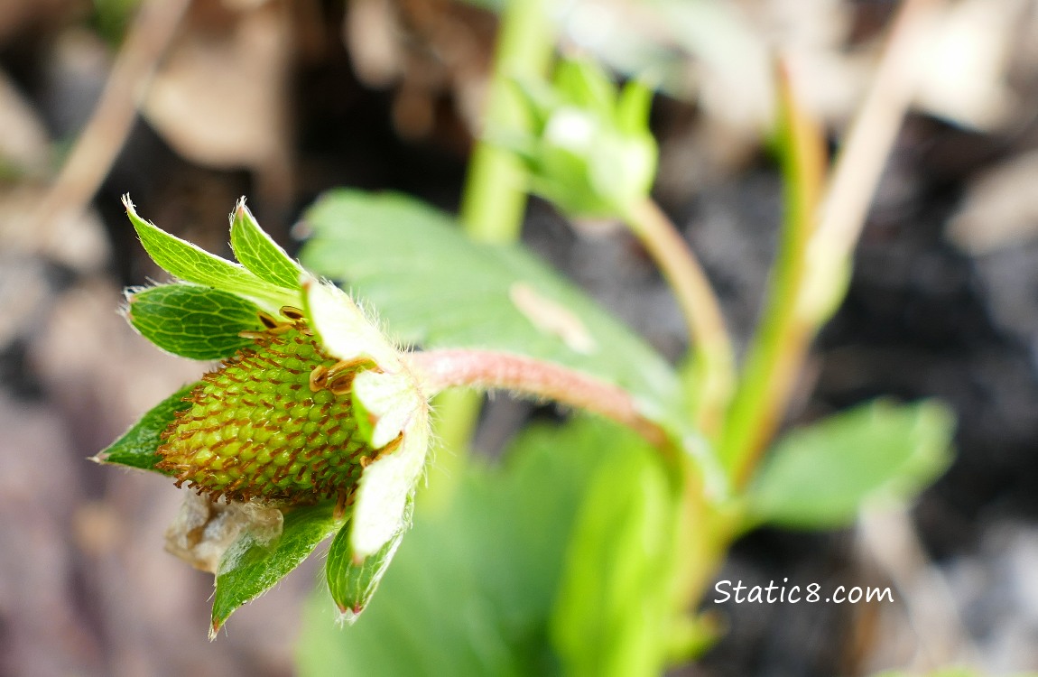 Green Strawberry fruit