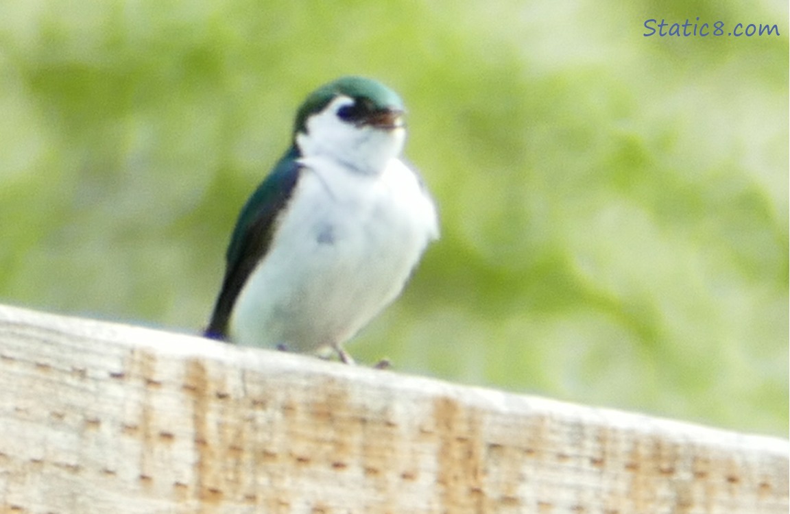 male Violet Green Swallow standing on a fence
