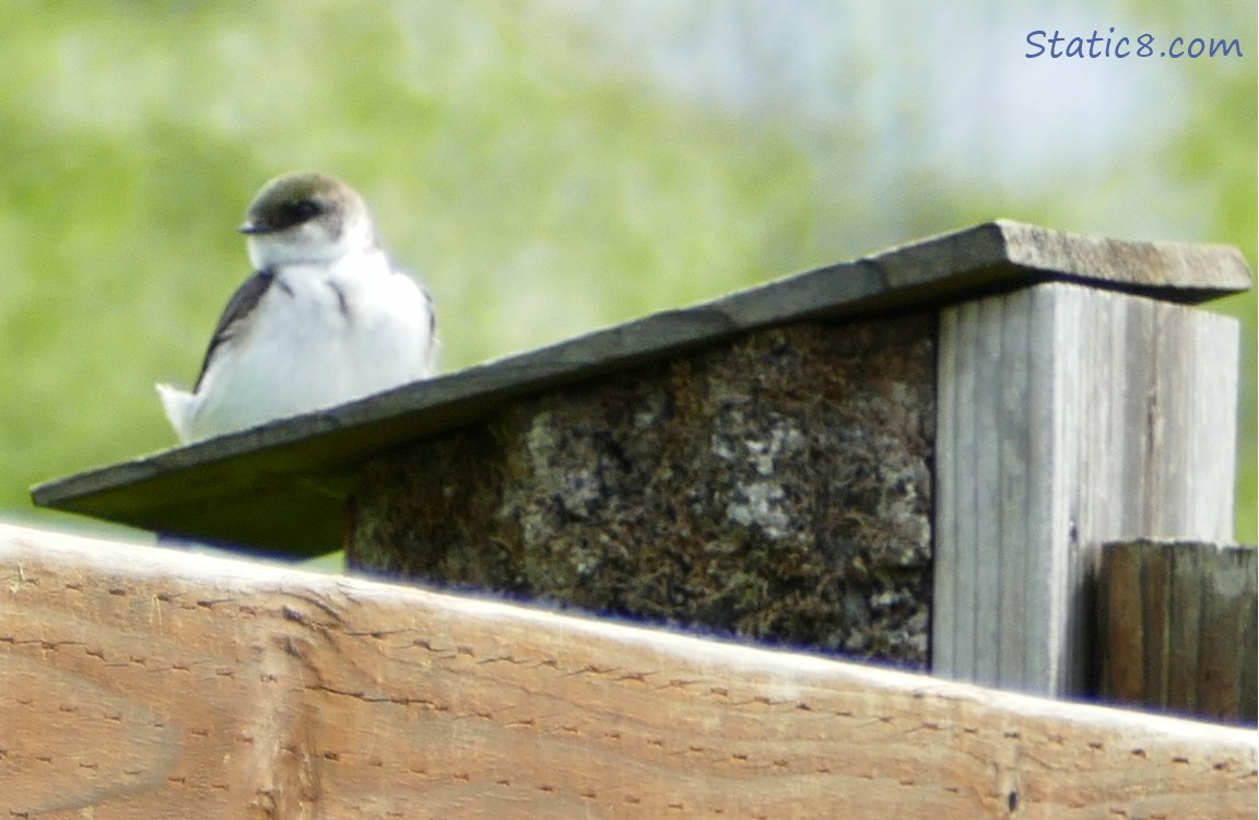 Female Violet Green Swallow standing on a nesting box