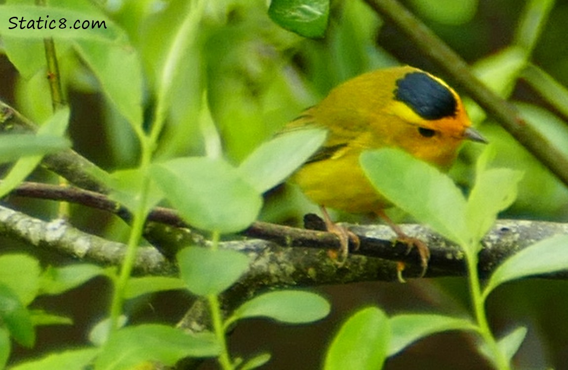 Wilson Warbler in a tree