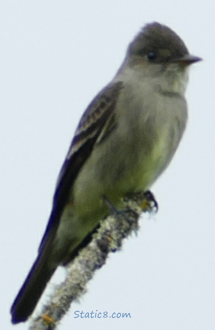 Western Wood Pewee on a twig