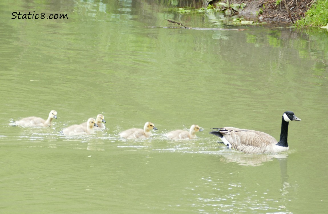 Five Canada Goose goslings in the water, following a parent