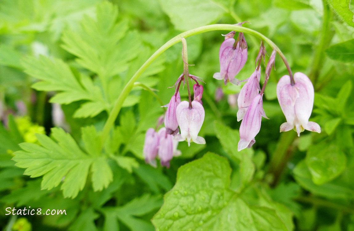 Bleeding Hearts blooms