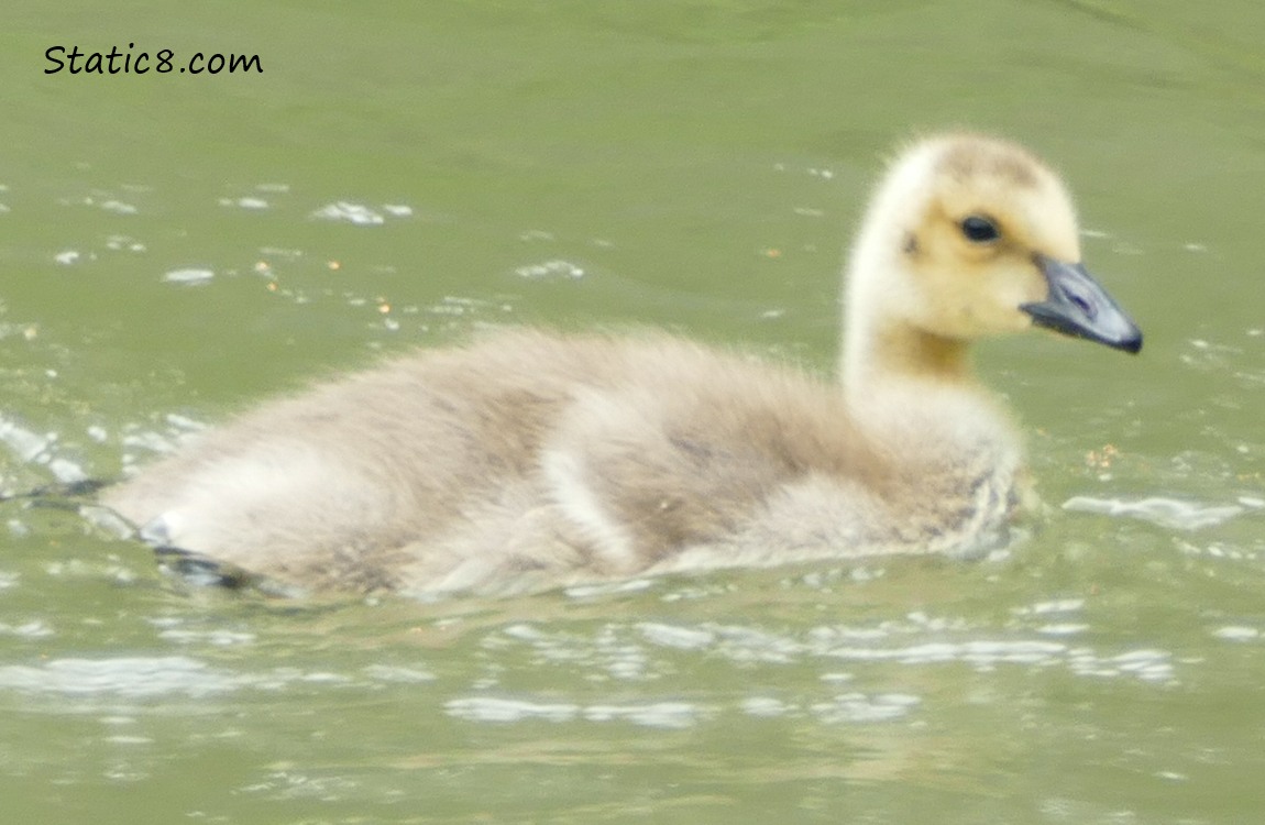 One Canada Goose gosling