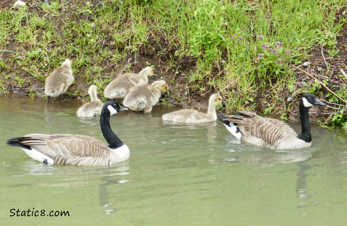 Five goslings and two Canada Goose parents