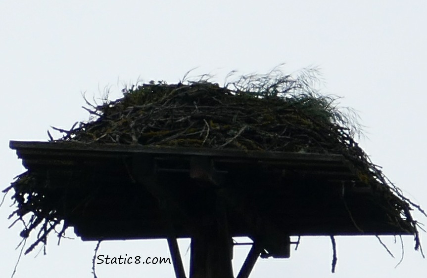 Silhouette of Osprey nest on a platform