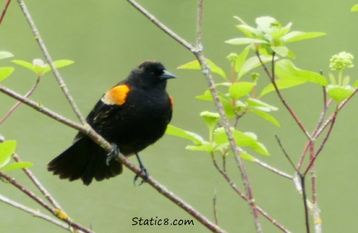 Red Wing Blackbird standing on a twig