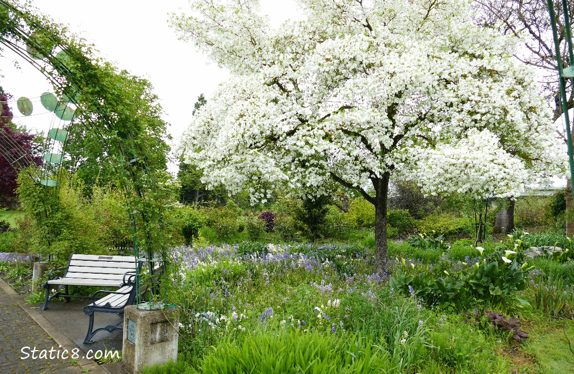 Benches and flowers at the Rose Garden